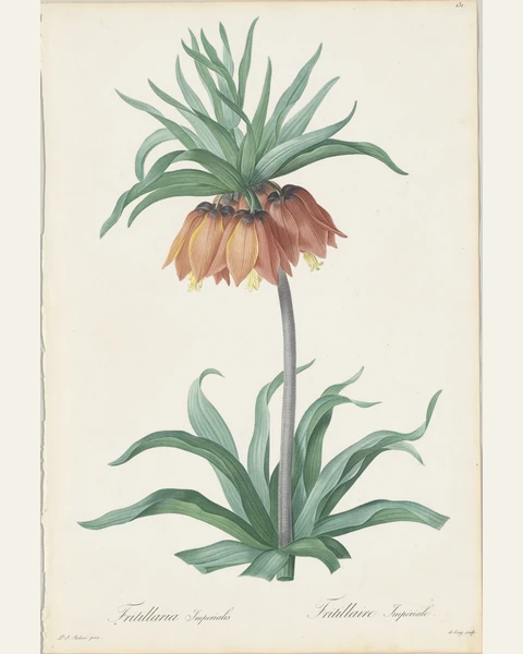 Fritillaria Imperialis Botanical Art Print