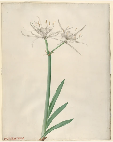 Pancratium (American Narcissus) Art Print