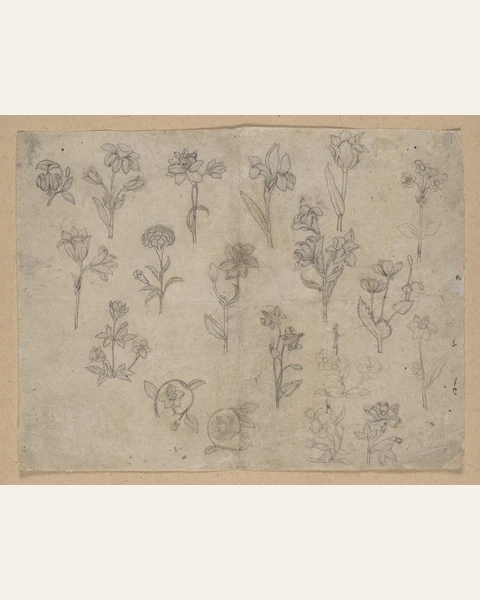 Flower Studies Art Print