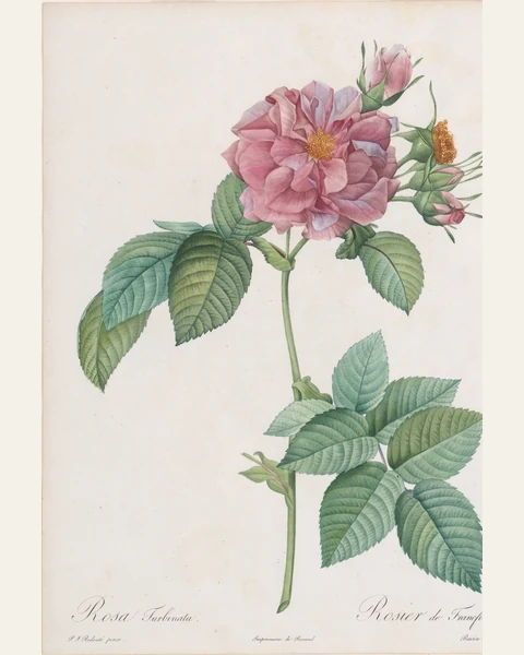 Empress Josephine Rose Art Print