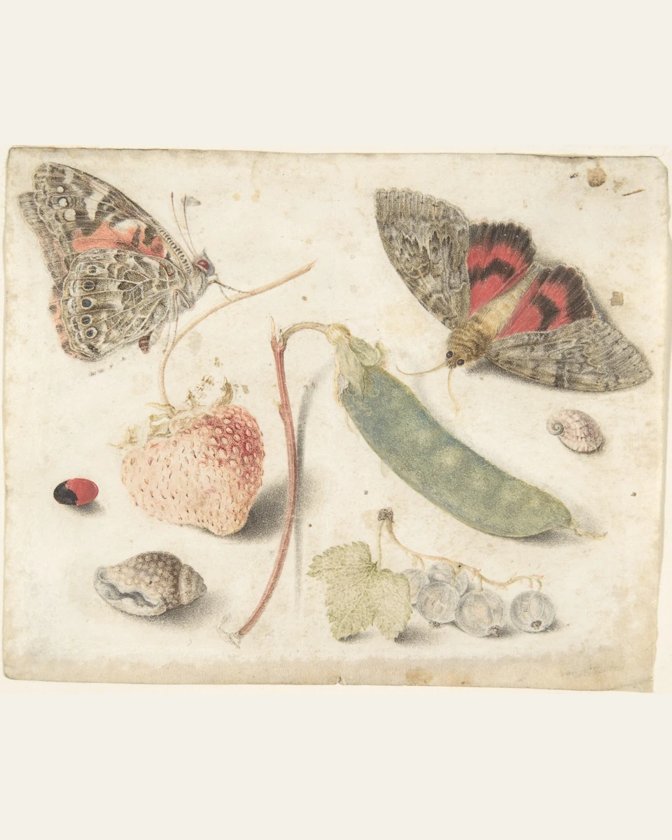 Studies of Fruits, Insects and Shells Art Print